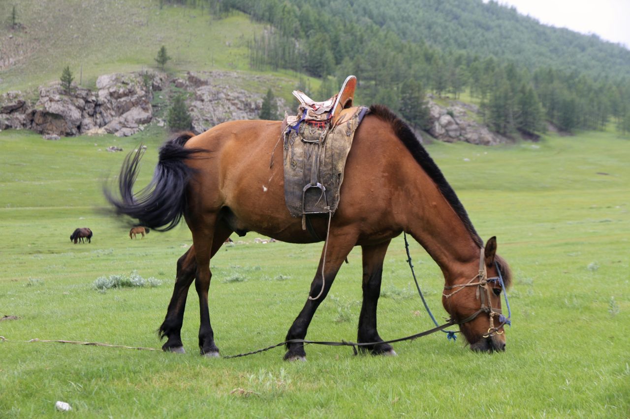 Saddled horse