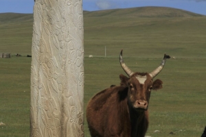 Deer Stone with Cow