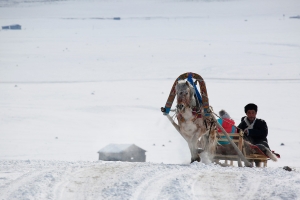Horsedrawn sled on snow